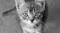Animals cats Kittens greyscale baby animals