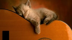 Animals cats Kittens guitars