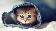 Animals cats Kittens hiding ben torode