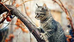 Animals cats Kittens hunter little