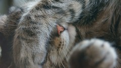 Animals cats Kittens lying down