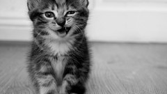 Animals cats Kittens monochrome