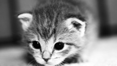 Animals cats Kittens monochrome