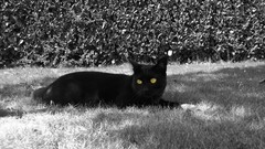 Animals cats Kittens monochrome grayscale