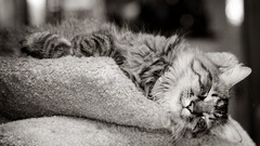 Animals cats Kittens monochrome outer space