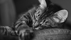 Animals cats Kittens monochrome portraits greyscale