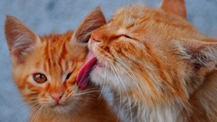 Animals cats Kittens national geographic licking