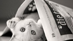 Animals cats Kittens newspapers