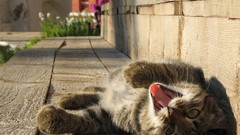 Animals cats Kittens outdoors yawns