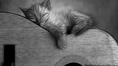 Animals cats Kittens paintings guitars artwork digital art