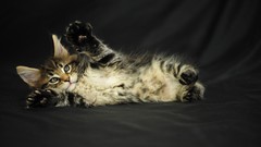 Animals cats Kittens pets