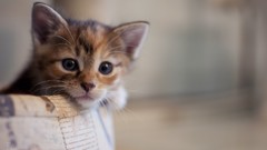 Animals cats Kittens pets