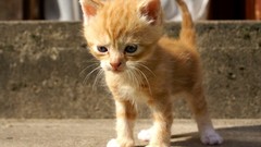 Animals cats Kittens pets