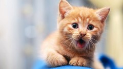 Animals cats Kittens pets