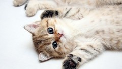 Animals cats Kittens pets