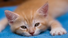 Animals cats Kittens pets
