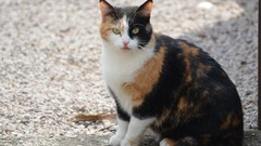 Animals cats Kittens pets