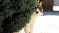 Animals cats Kittens pets