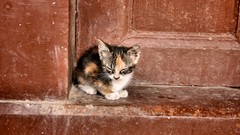 Animals cats Kittens pets