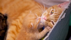 Animals cats Kittens pets