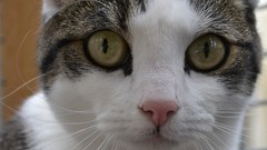 Animals cats Kittens pets