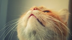 Animals cats Kittens pets