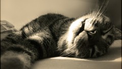 Animals cats Kittens pets