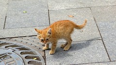 Animals cats Kittens pets