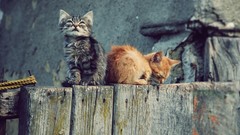 Animals cats Kittens pets