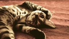 Animals cats Kittens pets