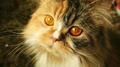 Animals cats Kittens pets amber eyes