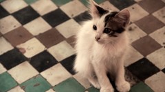 Animals cats Kittens pets checkered baby animals