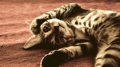 Animals cats Kittens pets feline