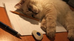 Animals cats Kittens pets feline