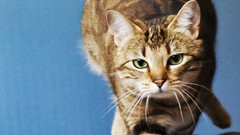 Animals cats Kittens pets feline