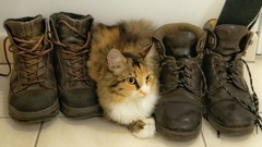 Animals cats Kittens pets feline