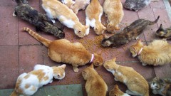 Animals cats Kittens pets wildlife