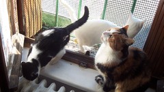 Animals cats Kittens pets window panes