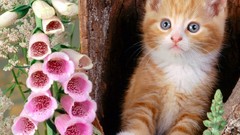 Animals cats Kittens pink flowers blue eyes baby animals 