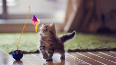 Animals cats Kittens playing ben torode