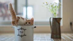 Animals cats Kittens pot