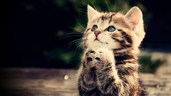 Animals cats Kittens praying