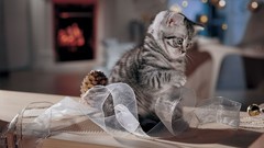 Animals cats Kittens Ribbons