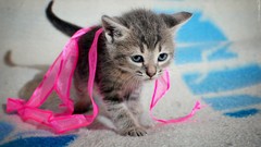 Animals cats Kittens Ribbons baby animals