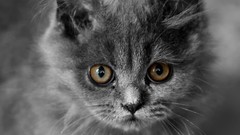 Animals cats Kittens selective coloring