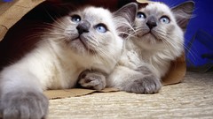 Animals cats Kittens siamese domestic cat