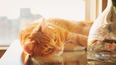 Animals cats Kittens sunlight laying on side