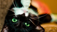 Animals cats Kittens tongue green eyes pets