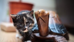 Animals cats Kittens turtles