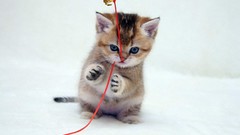 Animals cats Kittens white background